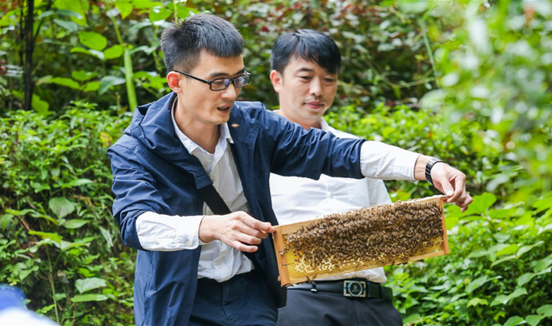 60岁果农直播卖出30万斤苹果,AI养蜂,科技这样助农